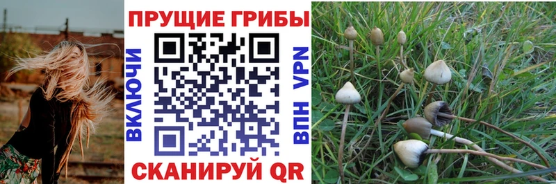mega ТОР Минусинск площадка телеграм Псилоцибиновые грибы Psilocybe